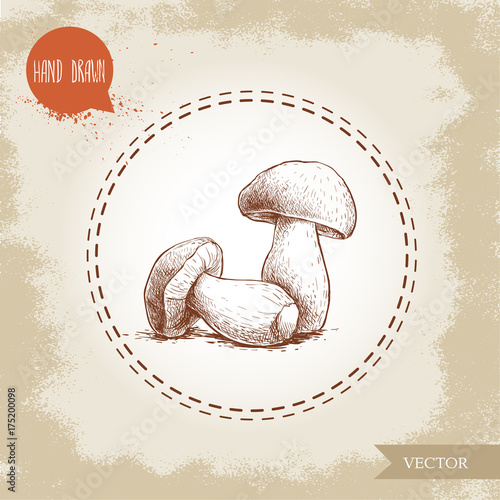 Hand drawn sketch style porcini mushroom composition. Fresh forest boletus edulis. Italian food ingredient. Fresh market product.