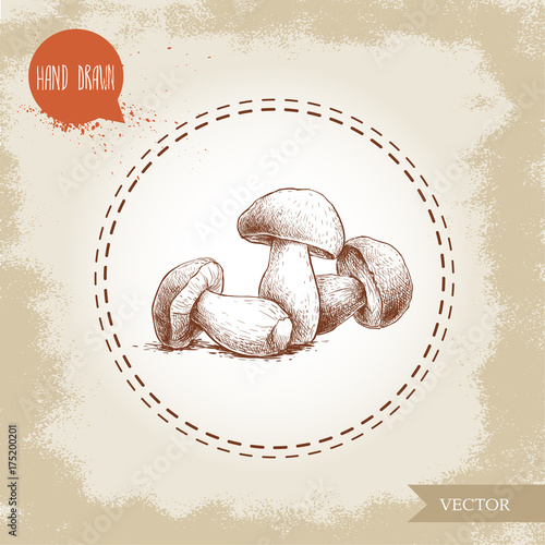 Hand drawn sketch style porcini mushroom composition. Fresh forest boletus edulis. Italian food ingredient. Fresh market product.