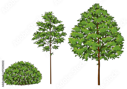 Cartoon trees and bush. A set of images.