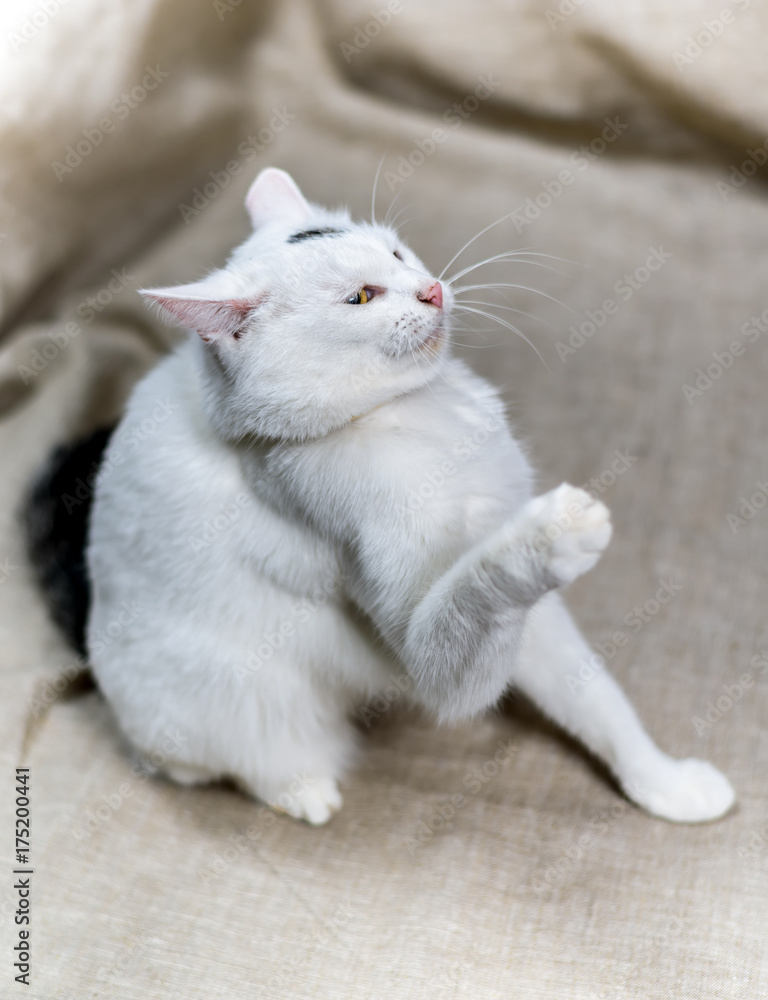 portrait of a white domestic cat portrait of a white domestic cat