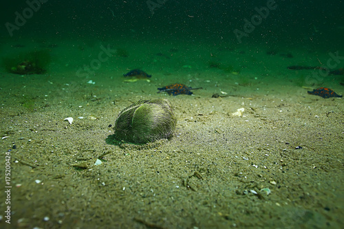 shell mussels on the sea bottom underwater photo
