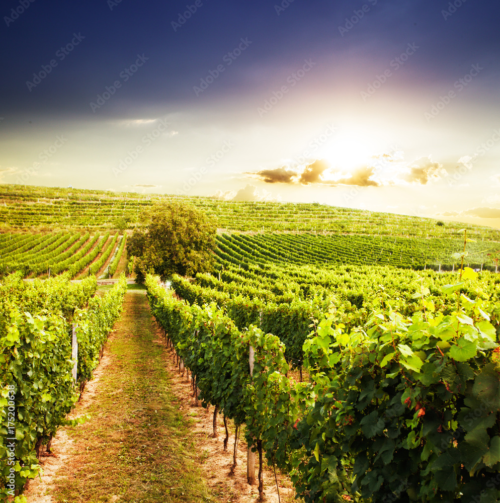 Vineyards on the sunset