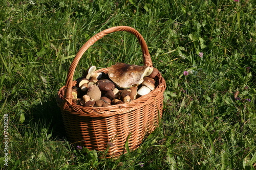 mushrooms in basket