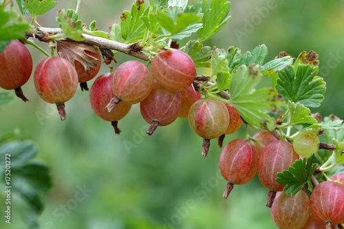 Foto Fruits of a gooseberry