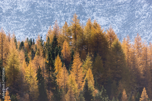 Scenic and colorful larches forest mountain landscape in sunny autumn winter morning outdoor.