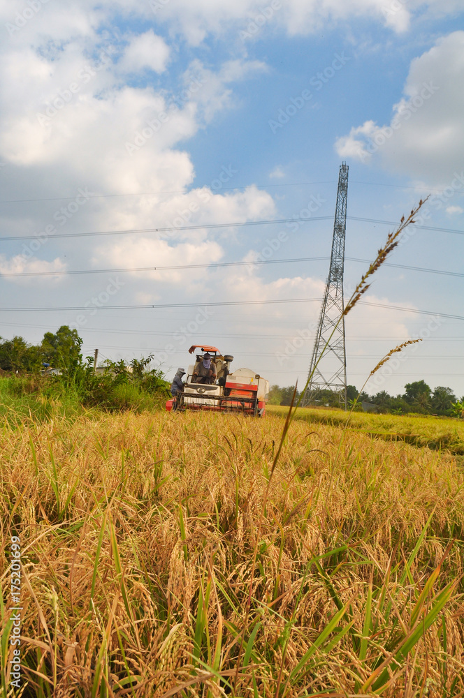 Farmers are harvesting rice in the golden field in spring, in western Vietnam Feburary 2014. Combine harvester collects on the wheat crop. Agricultural machinery in the field. Farmers are harvesting rice in the golden field in spring, in western Vietnam Feburary 2014. Combine harvester collects on the wheat crop. Agricultural machinery in the field.