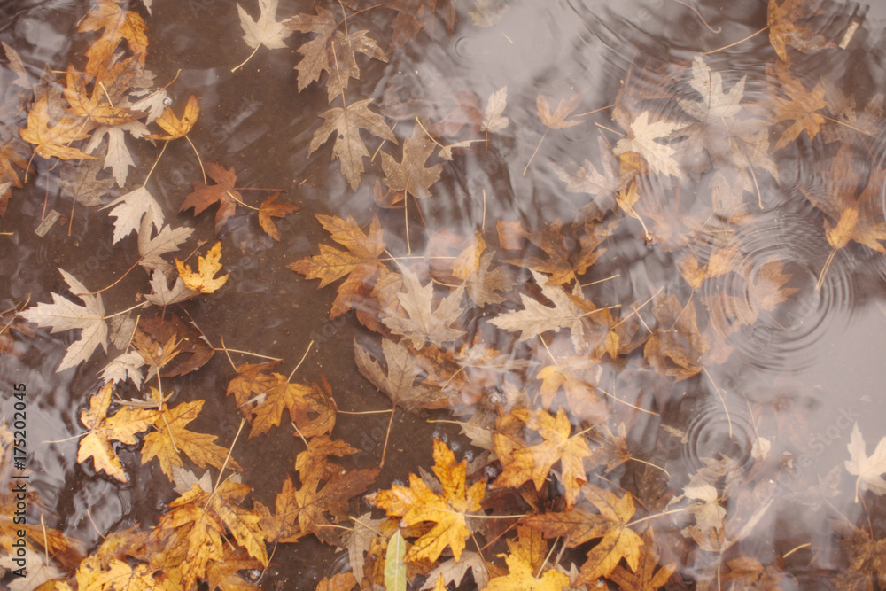 Maple leaves in water