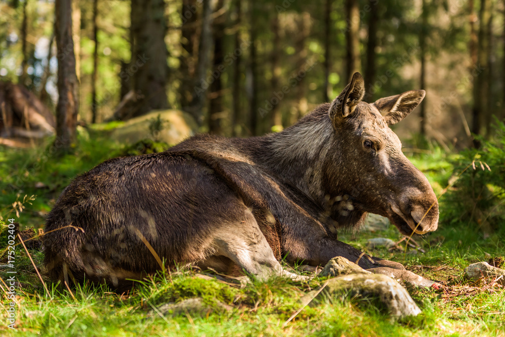 Moose (Alces alces) cow lying on forest floor. Moose (Alces alces) cow lying on forest floor.