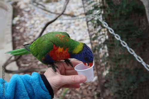 Rainbow lorikeet eating