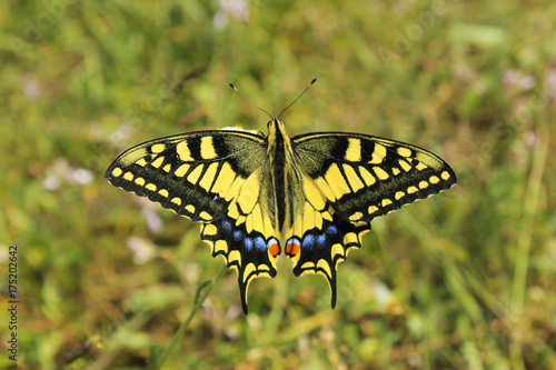 yellow Swallowtail butterfly on the grass 