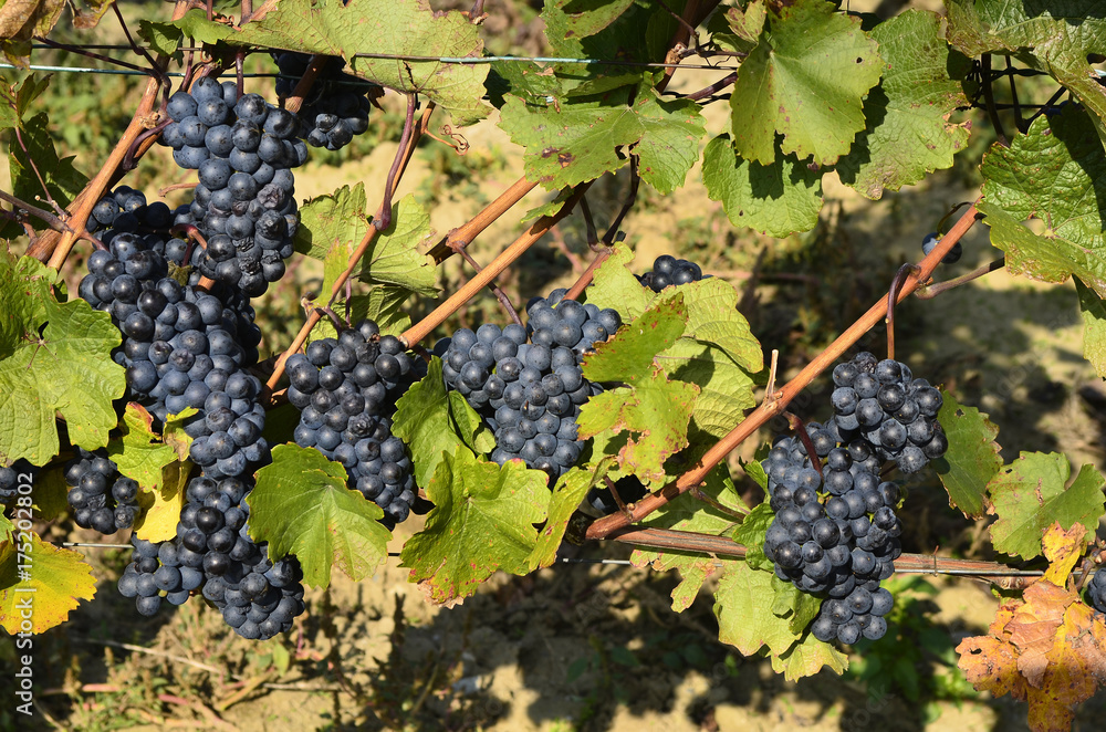 Austria, Agriculture, grapes