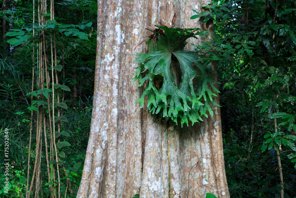 Lagerstroemia calyculata Kurz tree and bark flowers in Thailand Stock ...
