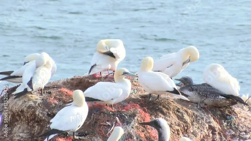 Basstölpel auf Helgoland