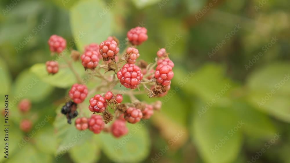 Shallow DOF organic bramble European blackberry Shallow DOF organic bramble European blackberry
