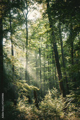 Sonnenstrahlen im Wald