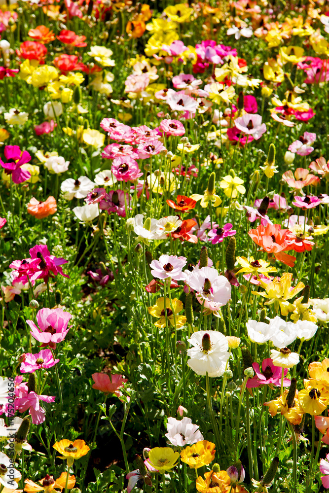 the flowers and garden the flowers and garden