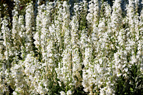 the flowers and   garden photo