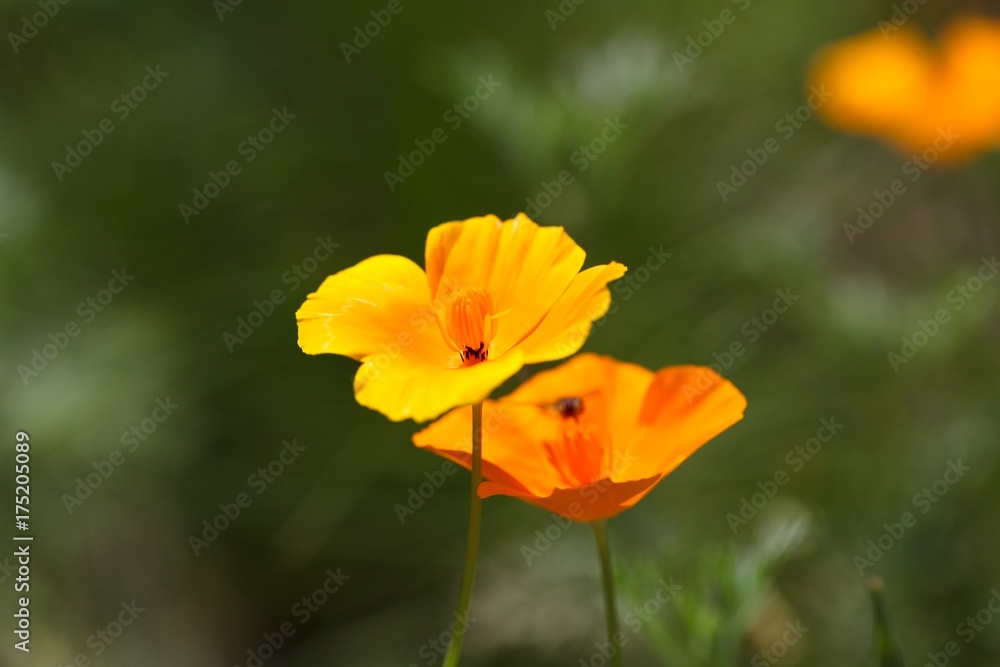 California Poppy (Eschscholzia californica) California Poppy (Eschscholzia californica)