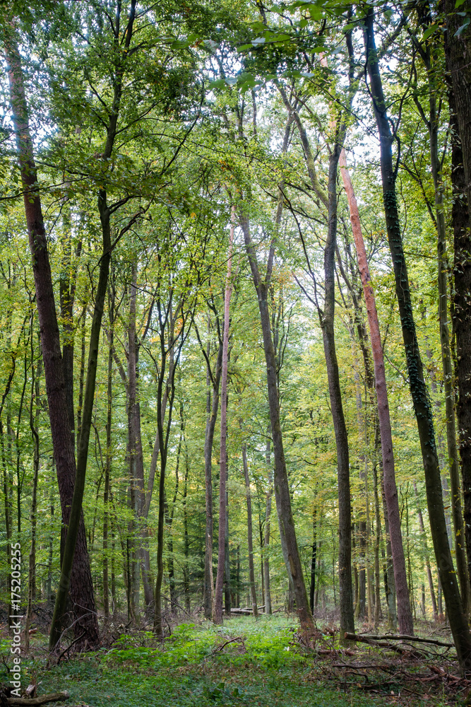 Mischwald Mischwald