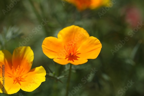 California Poppy (Eschscholzia californica) © ChrWeiss