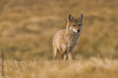 Valokuvatapetti Coyote on the Prairies in Autumn
