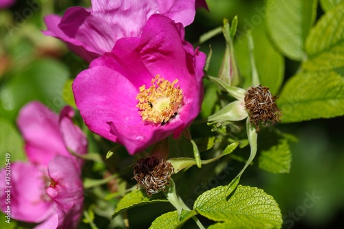 Rugosa Rose (Rosa rugose)