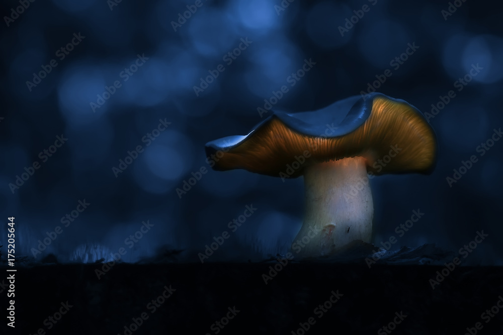 Champignon magique