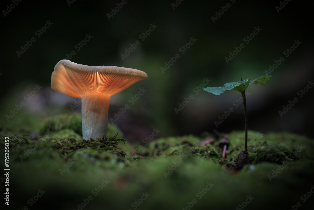 Champignon magique