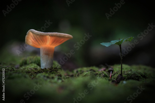 Obraz na płótnie Champignon magique w salonie