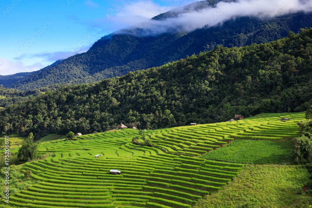Rice terrace and mountain
