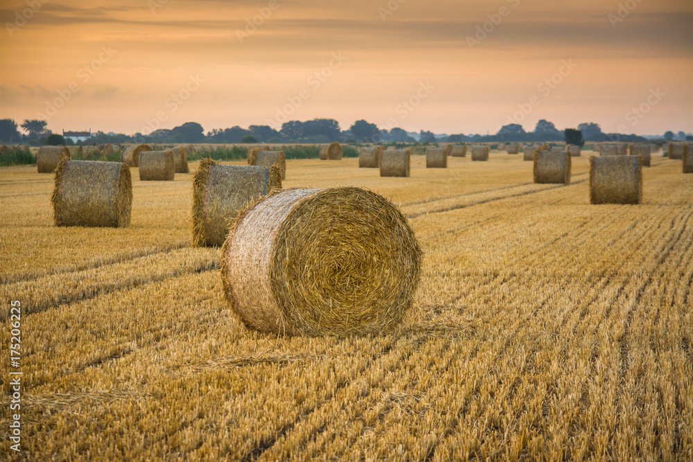 Harvest Sunrise