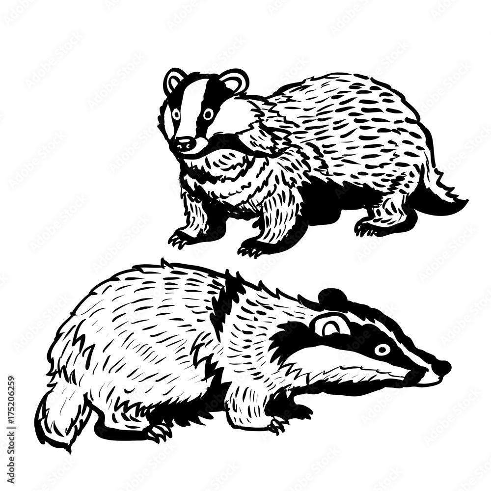Obraz premium Hand drawn two Badger-Vector Illustration