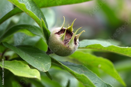 Fruit of the common medlar