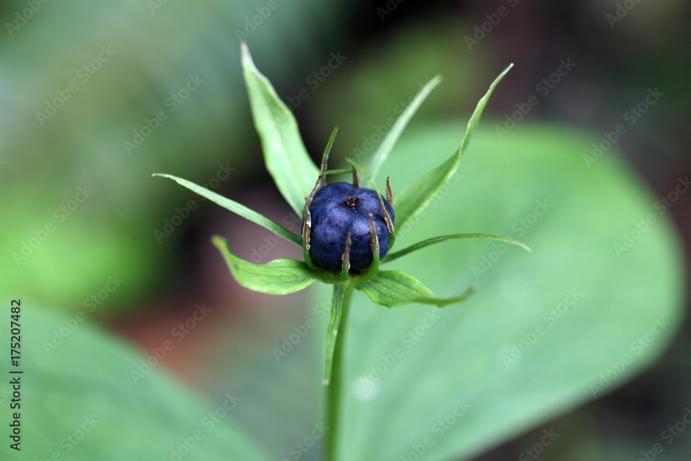 Fototapeta premium Herb paris (Paris quadrifolia)