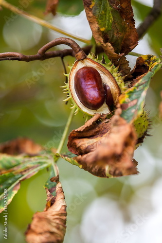 Ripe cracked open chestnut fruit, autumn symbol between colorful blurred leaves, autumn background with colors and blur