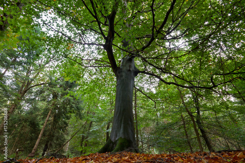 Giant European beech in a forest
