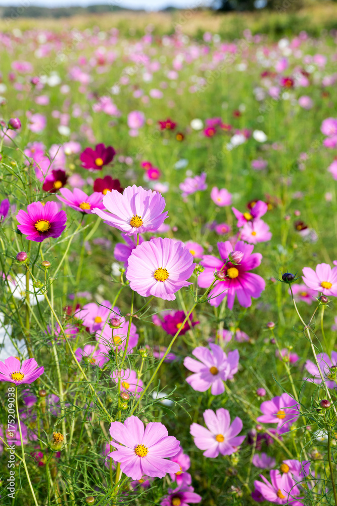 コスモスの花 コスモスの花