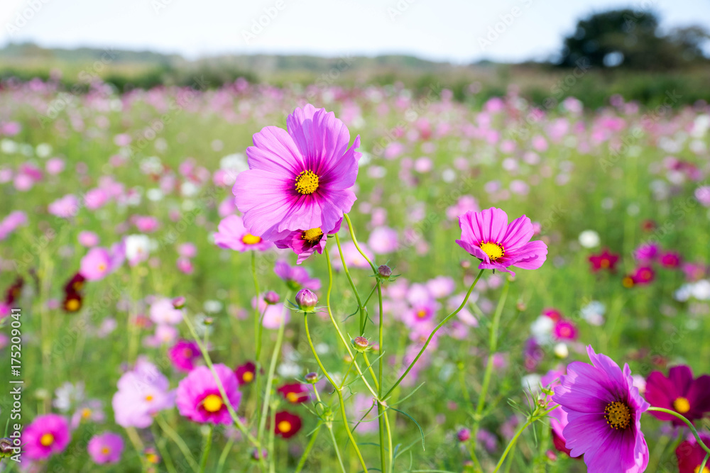 コスモスの花 コスモスの花