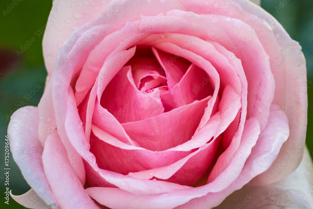 Gentle pink rose with buds and drops of dew in the morning garden - macro. Beautiful flower after the rain flourishing close. Gentle pink rose with buds and drops of dew in the morning garden - macro. Beautiful flower after the rain flourishing close.