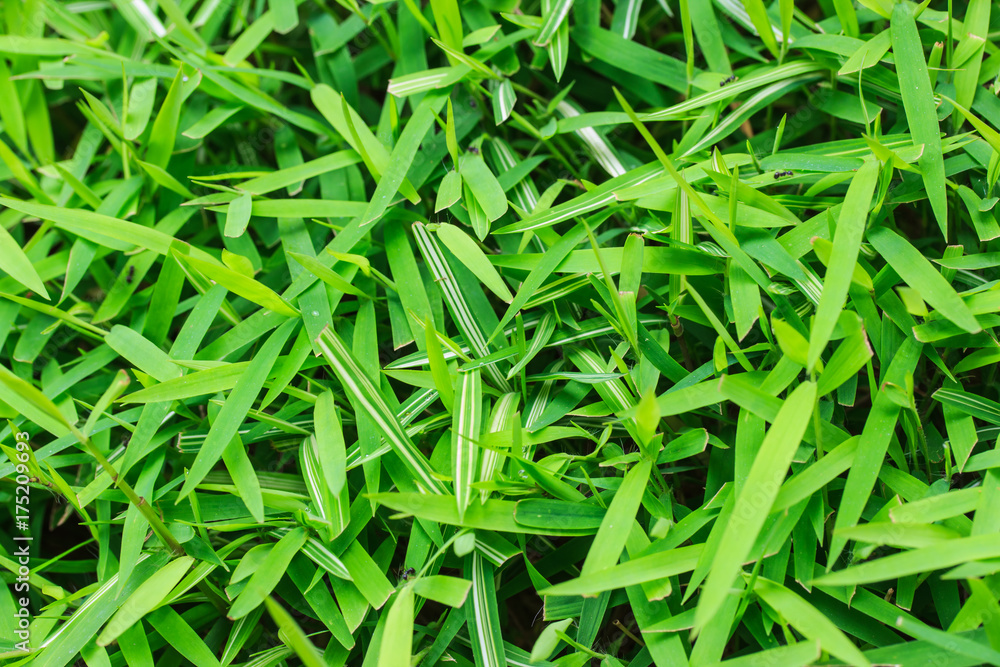 bamboo leaves background