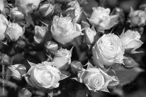 Black and white roses in garden