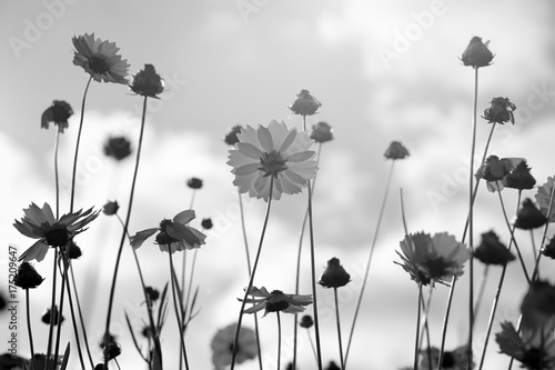 Black and white flowers of coreopsis