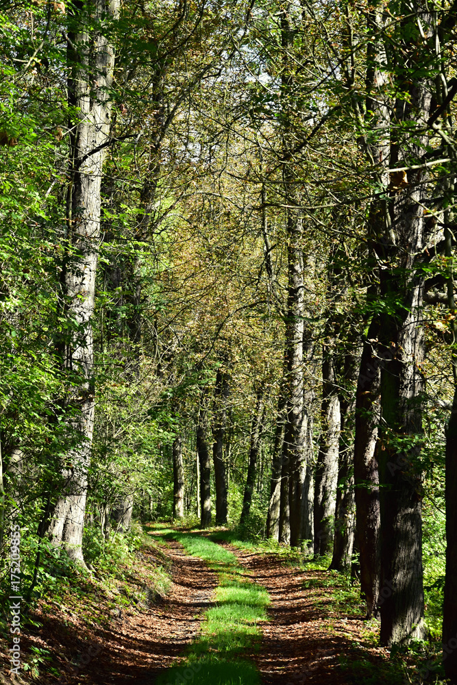 Autumn forest road. Leaf trees around the road. Autumn forest road. Leaf trees around the road.