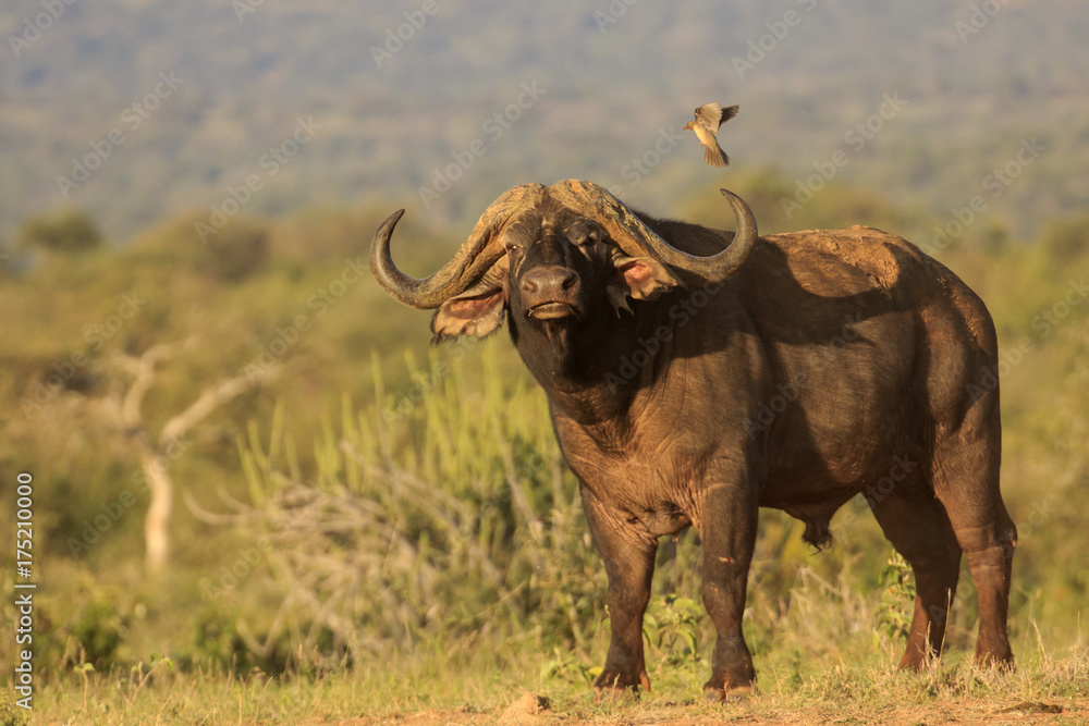 Obraz premium African Cape Buffalo