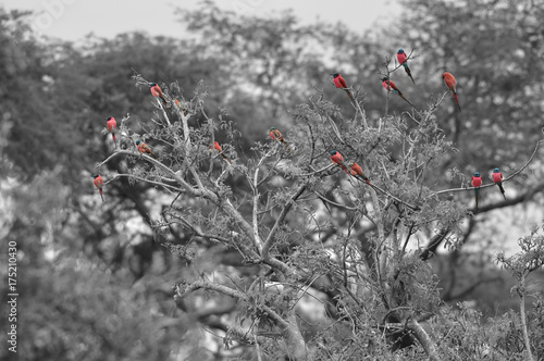 Color isolation: tree with group of carmine bee-eaters © Marcel