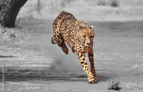 Fototapete Color isolation: exercising cheetah