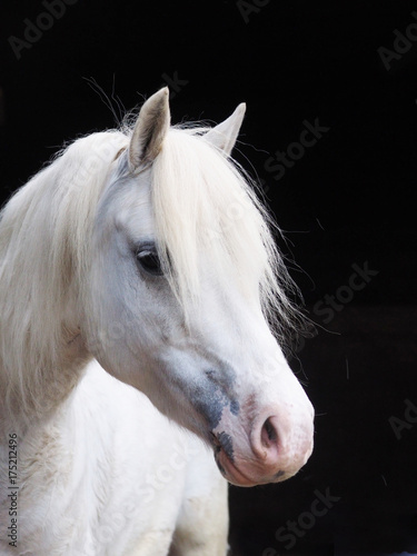 Headshot of a Grey Pony