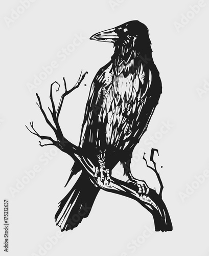 Black raven on a branch