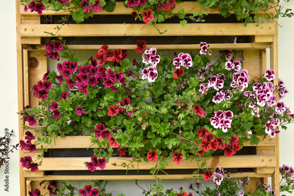 Fototapeta premium Pelargonium. Pelargonium in wooden boxes on the wall.