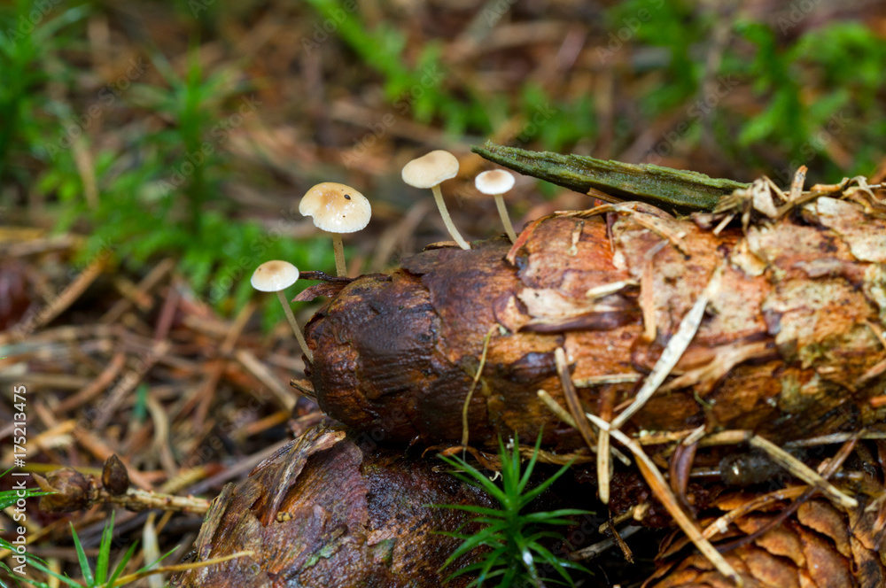 Fototapeta premium Conifere caps (Baeospora myosura) on the cone of a spruce